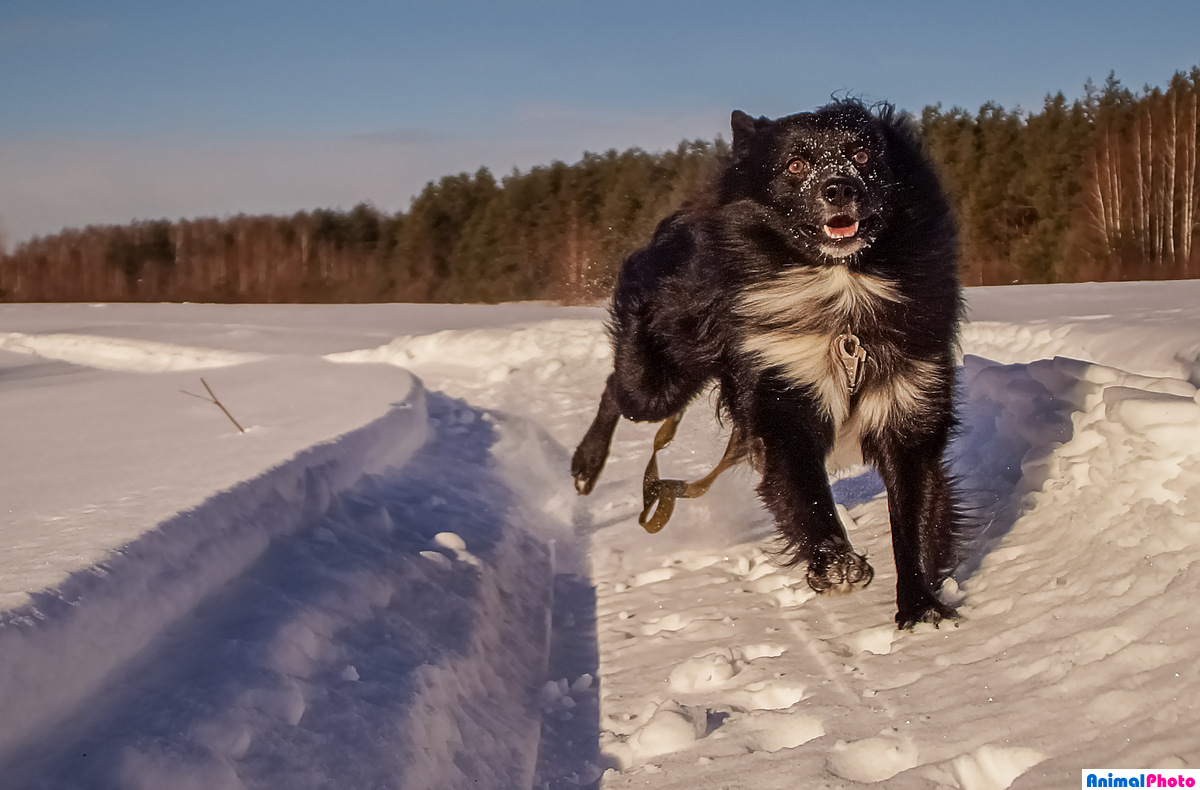 Чёрная собака на белом снегу
