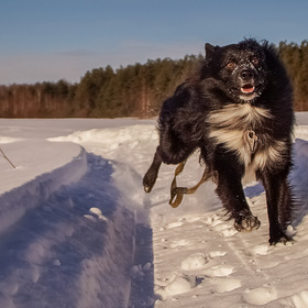 Чёрная собака на белом снегу